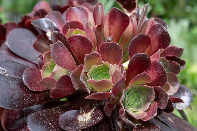 Rosette balsam (Aeonium arboreum), Bavaria, Germany
