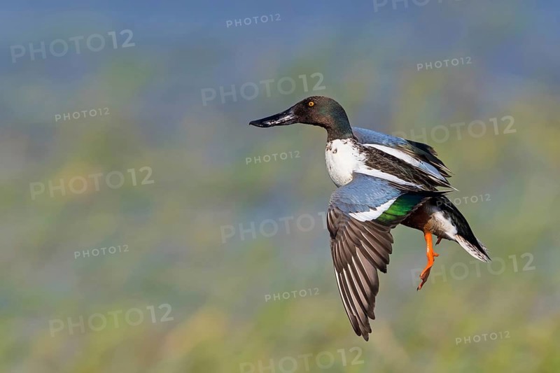 Shoveler, (Anas clypeata), flight photo, animals, birds, ducks, duck family, male, drake, Lake Neusiedl, Illmitz, Burgenland, Austria