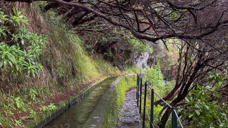 PR6 hiking trail to the 25 springs, along water channel, Levada das 25 Fontes, laurel forest, Rabacal nature reserve, Madeira, Portugal