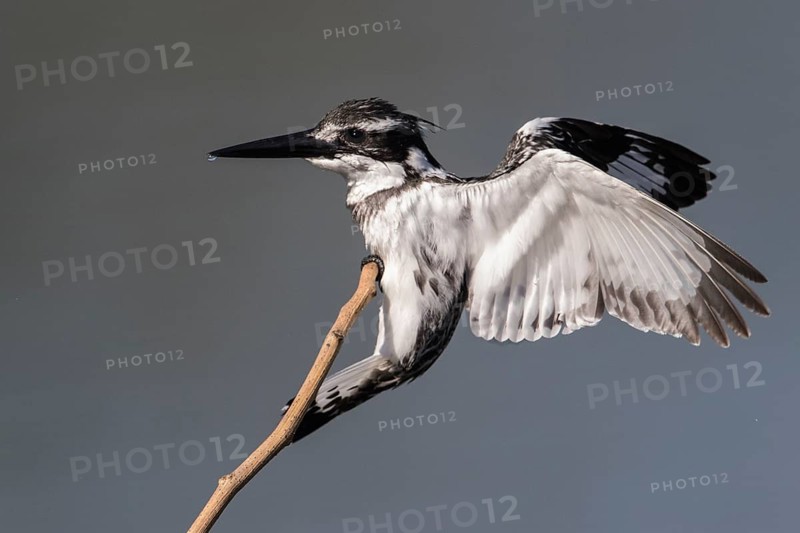 Pied Kingfisher (Ceryle rudis) female landing on a twig, Gambia