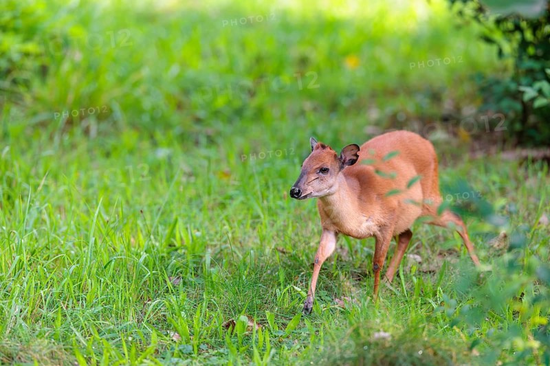 A female Red Forest Duiker (Cephalophus natalensis) stands in a green meadow, eating grass and herbs. Southeastern Africa