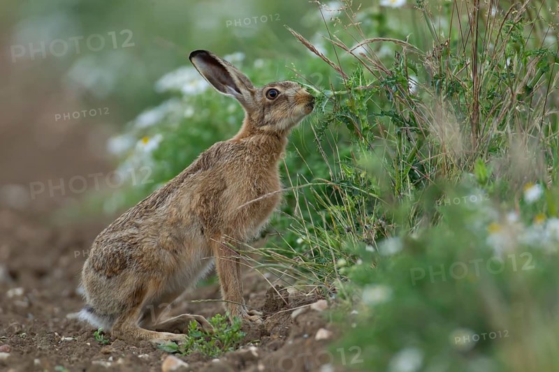 European brown hare (Lepus europaeus) adult animal feeding on a Thistle plant on the edge of a farmland field in summer, England, United Kingdom
