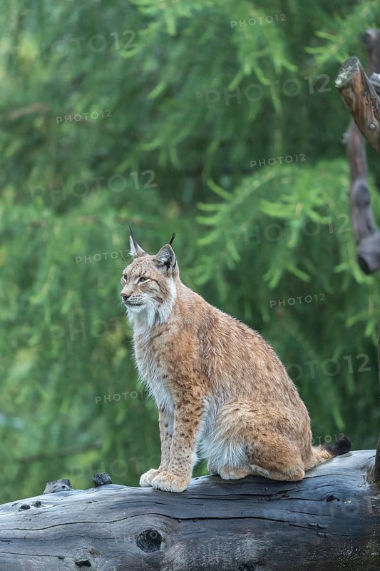 One Eurasian lynx, (Lynx lynx), sitting high up in a dead tree. Forest in the background