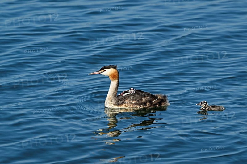 Great Crested Grebe (Podiceps Scalloped ribbonfish), with chicks in plumage swimming in the water, Lake Zug, Kanon Zug, Switzerland