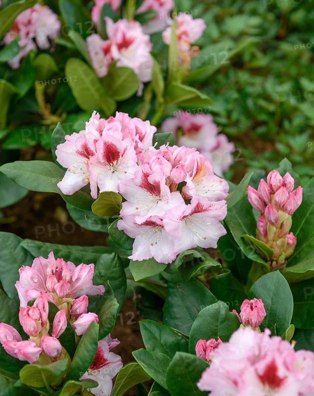 Rhododendron hybrid (Rhododendron 'Herbstgruß'), Rhodo 2014, Germany