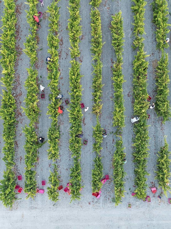 Vintage at the vineyard of the Bodega González Byass near the town of Jerez de la Frontera. Aerial view. Drone shot. Cádiz province, Andalusia, Spain