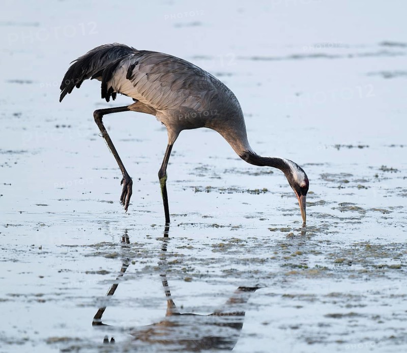 Crane (Grus grus) foraging in the shallow water zone of a lake, Lower Saxony, Germany
