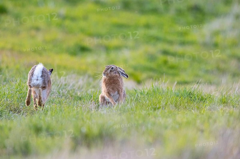 European hare (Lepus europaeus) Mating season Germany