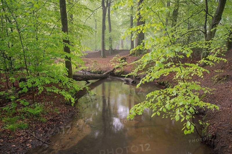 Stream and beech forest in spring, with fresh beech leaves, Oberhausen, Ruhr area, North Rhine-Westphalia, Germany