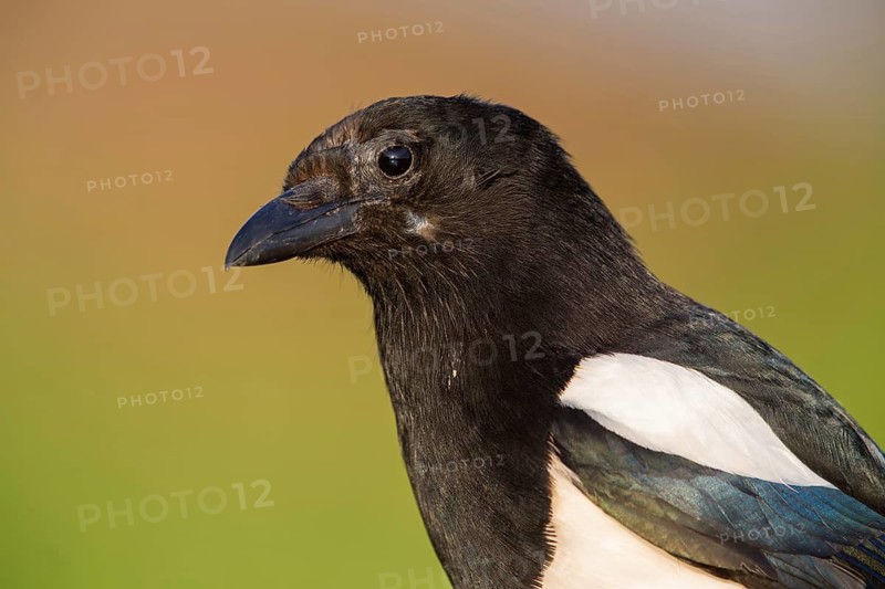 Elster, Black-billed Magpie, Magpie, Pica pica, Pie bavarde, Urraca