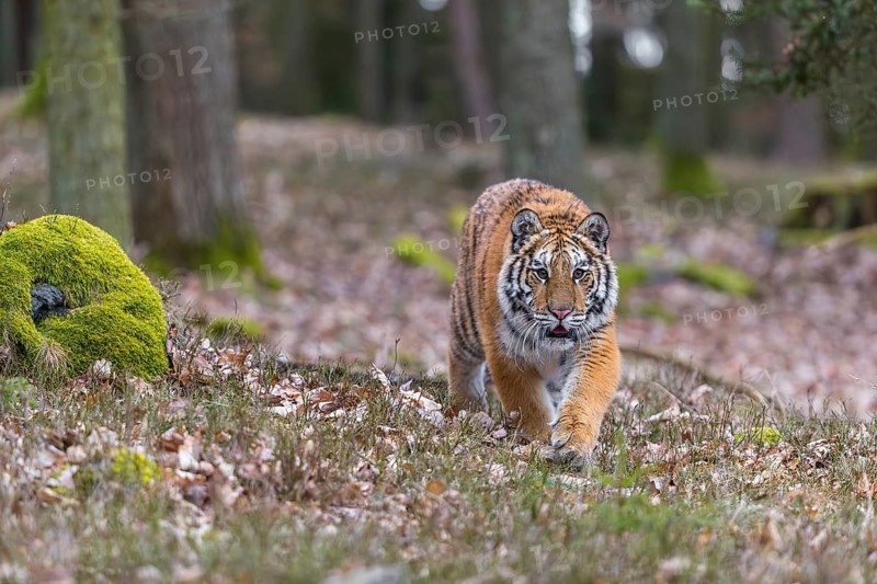 One young female Siberian Tiger, Panthera tigris altaica, running thru a forest