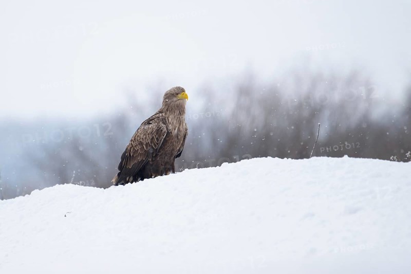 White-tailed eagle (Haliaeetus albicilla), adult white-tailed eagle sitting on the ground in a forest clearing in winter, Podlaskie Voivodeship, Poland