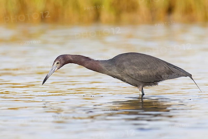 Little Blue Heron (Egretta caerulea), Florida, USA