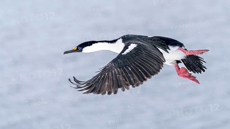 Imperial Cormorant (Leucocarbo atriceps) in flight during snowfall, wings stretched downwards, against an icy background, Antarctic Peninsula, Antarctica