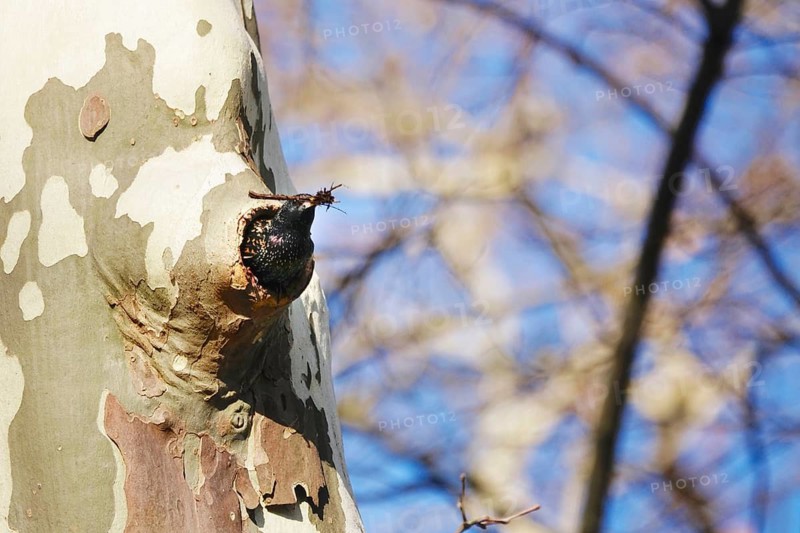Starling (Sturnus vulgaris), early March, Germany