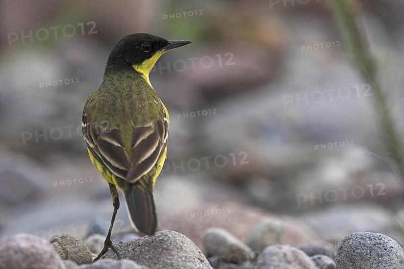 Western Yellow Wagtail (Motacilla flava feldegg), Lesvos, Greece