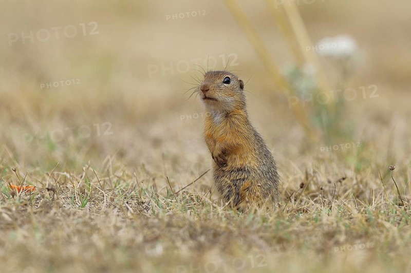 European ground squirrel (Spermophilus citellus) standing upright and alert in a meadow, Burgenland Austria