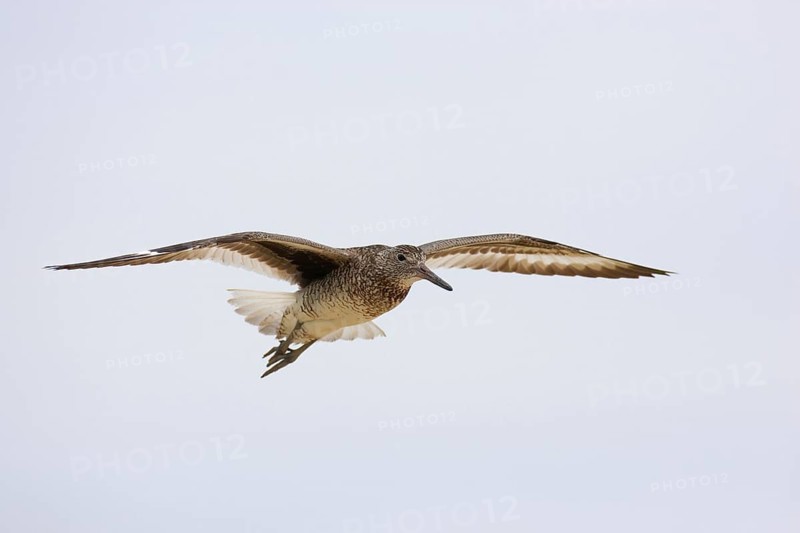 Willet (Tringa semipalmata) flying, Texas, USA