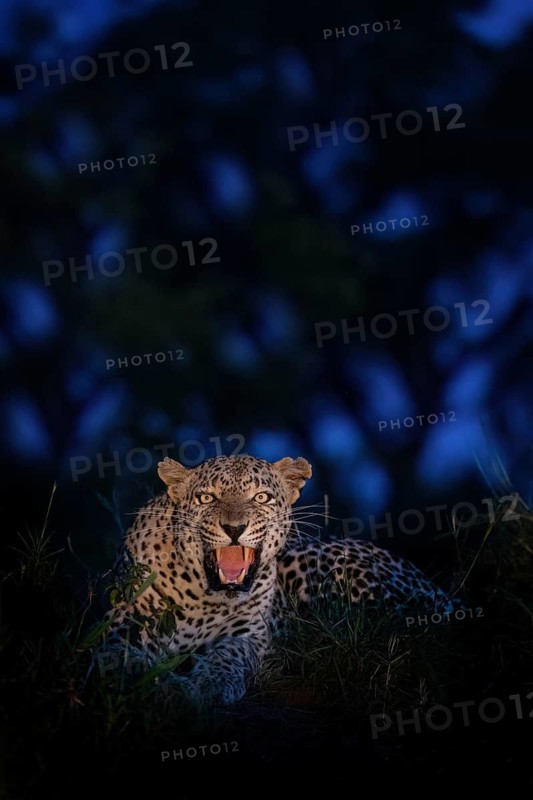 Leopard (Panthera pardus) aggressive adult showing teeth, hissing and threatening in the dark, Sabi Sands, South Africa