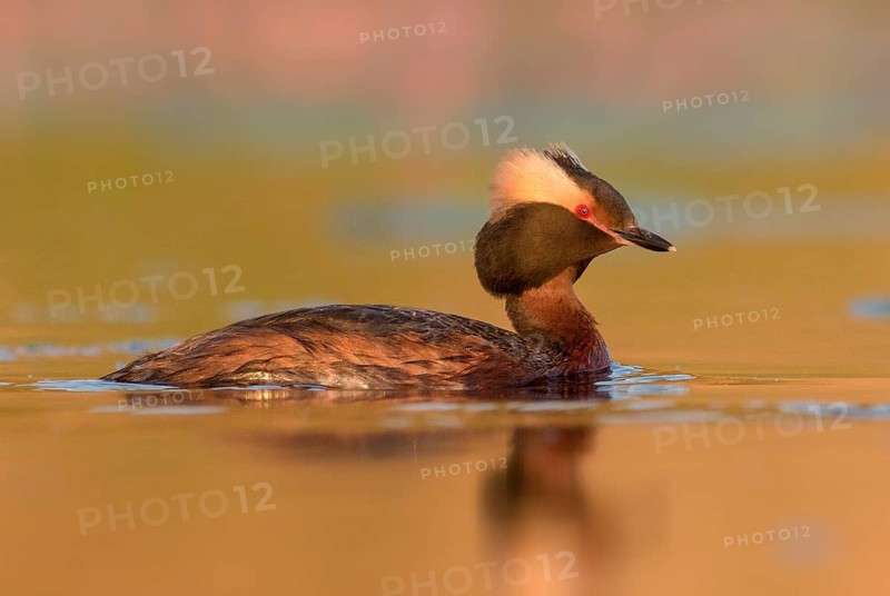 Horned Grebe (Podiceps auritus), British Columbia, Canada