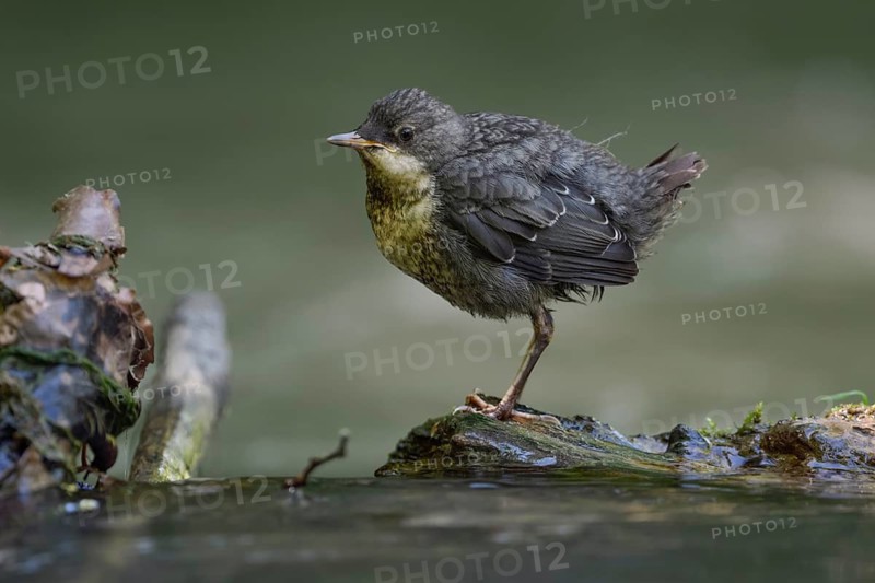 White-throated Dipper (Cinclus cinclus) juvenile, North Rhine-Westphalia, Germany