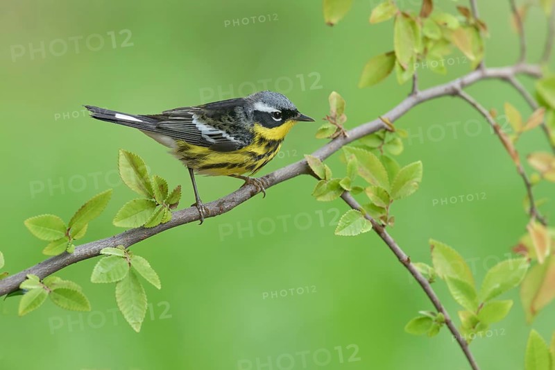 Magnolia Warbler (Setophaga magnolia) male perched on a branch, Texas, USA