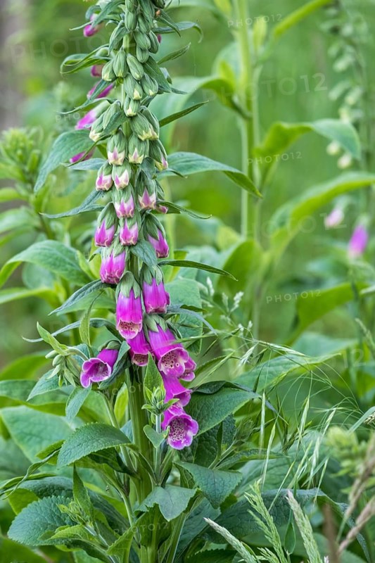 Common foxglove (Digitalis purpurea), flower, Zwillbrocker Venn nature reserve, Münsterland, North Rhine-Westphalia, Germany