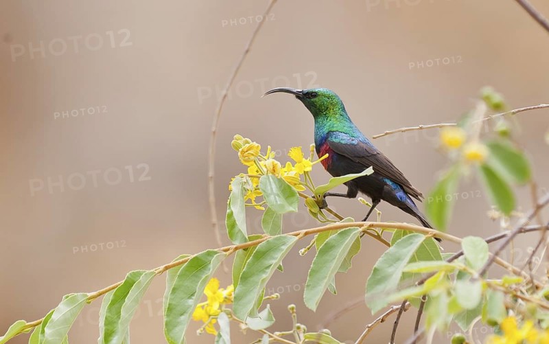 Marico Sunbird (Cinnyris mariquensis) male, Namibia