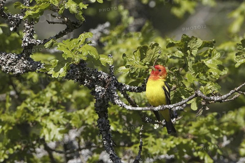 Western Tanager (Piranga ludoviciana) male, British Columbia, Canada