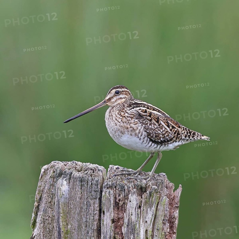 Snipe (Gallinago gallinago), standing on fence posts of a pasture, on moorland, snipe birds, wildlife, nature photography, Ochsenmoor, Naturpark Dümmer See, Hüde, Lower Saxony, Germany