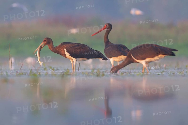 Black Stork (Ciconia nigra) group with juveniles foraging, Tiszaalpár, Hungary