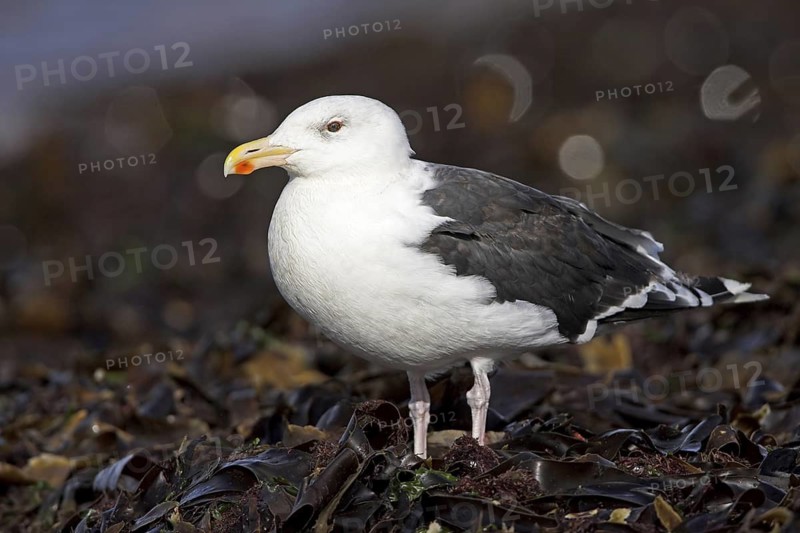 Great Black-backed Gull (Larus marinus), Schleswig-Holstein, Germany