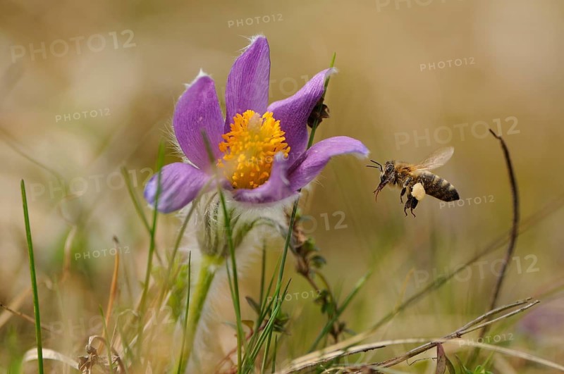 A bee flies to a blooming Pasque flower (Pulsatilla vulgaris), Upper Palatinate