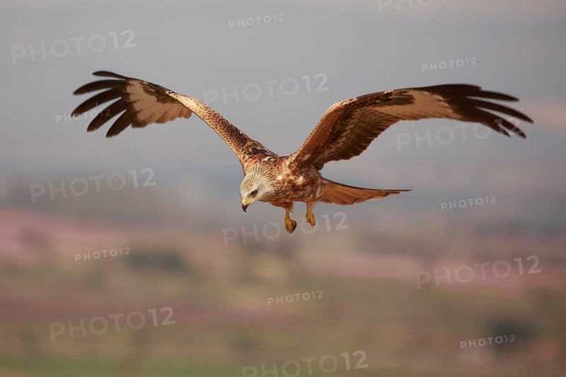 Red Kite (Milvus milvus) flying, Spain
