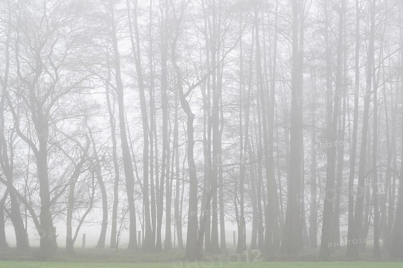 Alders (Alnus glutinosa) in the fog, Emsland, Lower Saxony, Germany