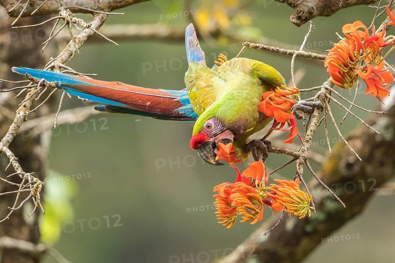 Military Macaw (Ara militaris) feeding on flowers of a Tabebuia tree, Bolivia