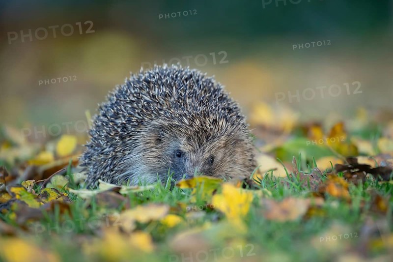 European hedgehog (Erinaceus europaeus) adult animal on fallen autumn leaves in a garden, England, United Kingdom