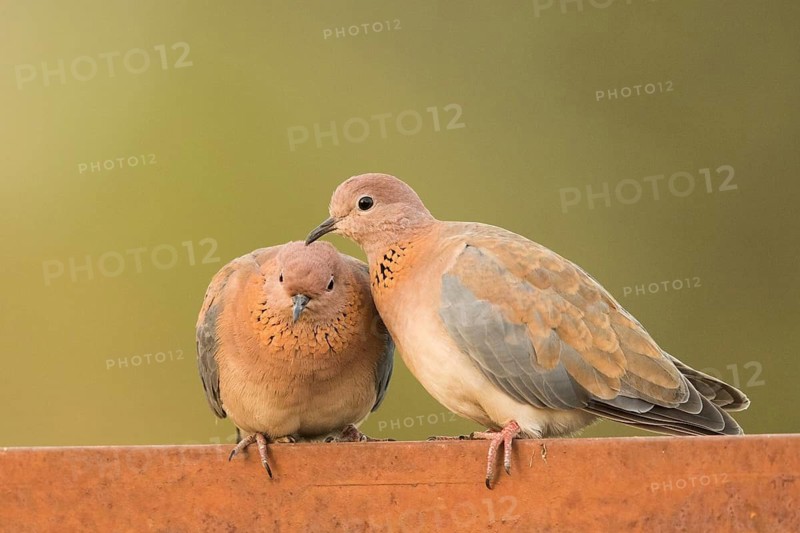 Laughing Dove (Spilopelia senegalensis) pair, Gambia