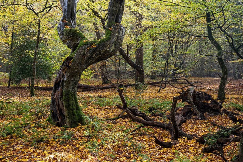 Old, gnarled trees in the Urwald Baumweg nature reserve in autumn, Hudewald, Emstek, Lower Saxony, Germany