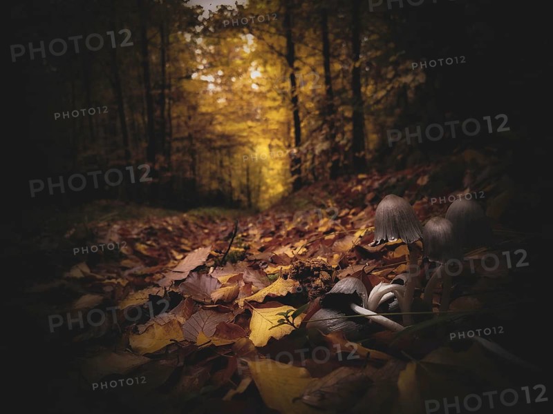 Dark, atmospheric forest scene with subdued light and autumnal leaves on the ground, autumn forest with colourful leaves and a few mushrooms Tintlinge (Coprinellus micaceus) on the edge of the path in soft light, romantic light, Franconian Forest nature park Park
