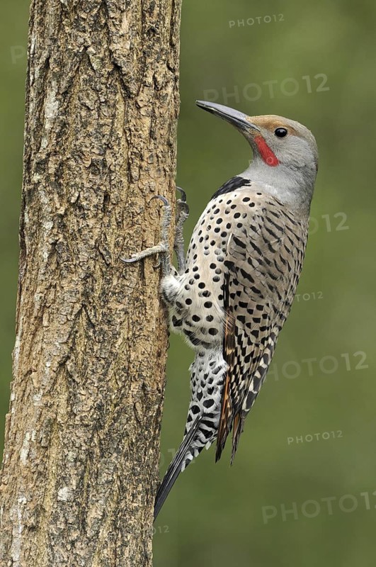 Northern Flicker (Colaptes auratus), British Columbia, Canada