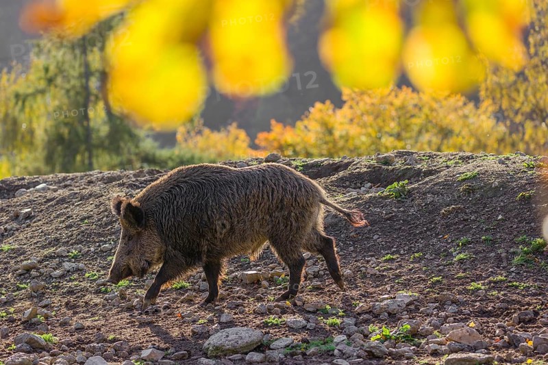 One wild boar or wild pig (Sus scrofa) stands on an opening. Early morning light and framed with some fall foliage