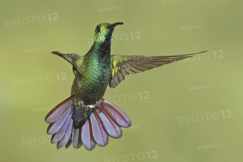 Green-breasted Mango (Anthracothorax prevostii), Costa Rica