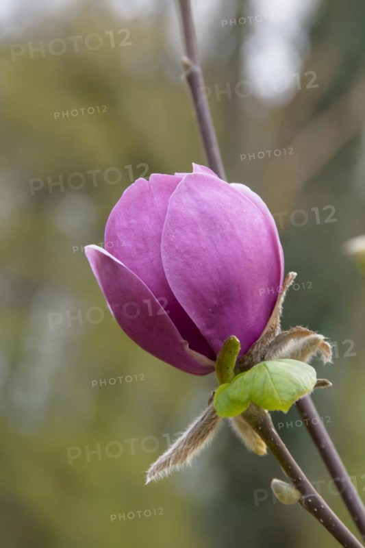 Magnolia (Magnolia BLACK TULIP), Arboretum Woislowitz, Niemcza, Lower Silesia, Poland