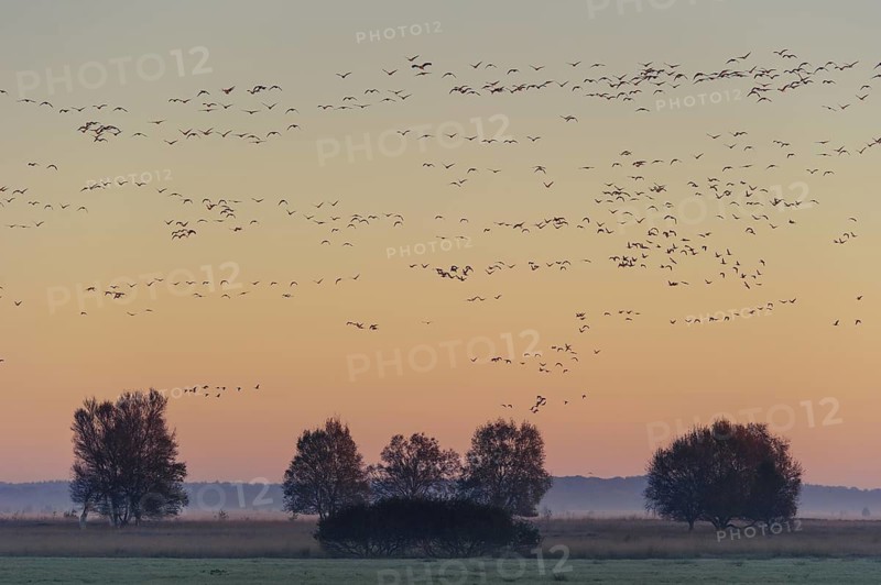 Taiga Bean Goose & Greater White-fronted Goose (Anser fabalis & Anser albifrons) huge flock flying, Lower Saxony, Germany