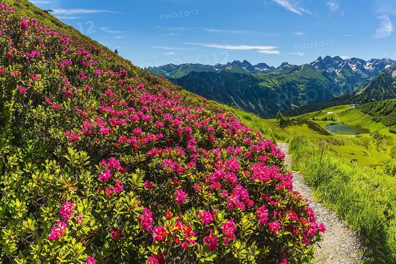 Alpine rose blossom, panorama from the Fellhorn over the Schlappoldsee and mountain station of the Fellhornbahn to the central main ridge of the Allgäu Alps, Allgäu, Bavaria, Germany