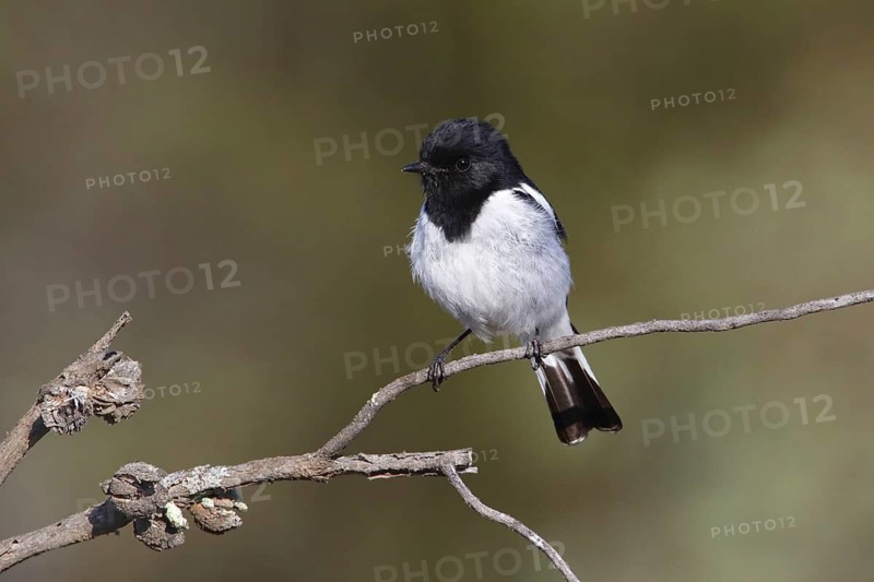 Hooded Robin (Melanodryas cucullata) male, Victoria, Australia