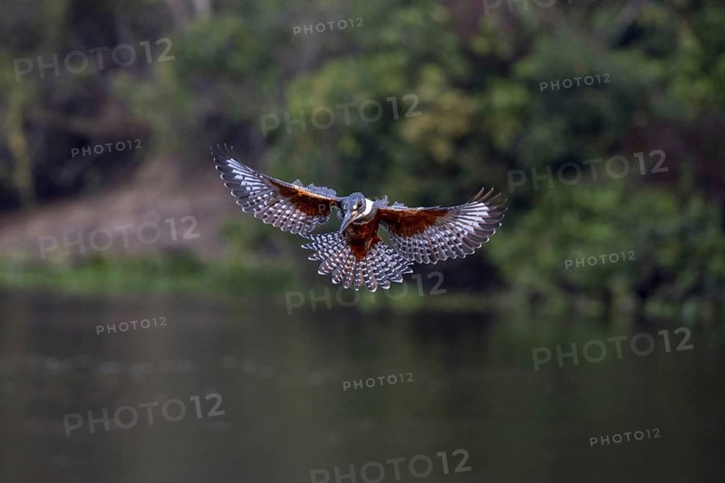 Red-breasted Kingfisher (Megaceryle torquata), rattling over the water, Rio Claro, Pantanal, Brazil
