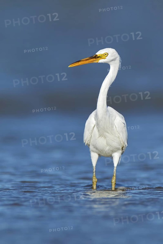 Pacific Reef Heron (Egretta sacra), Northern Territory, Australia