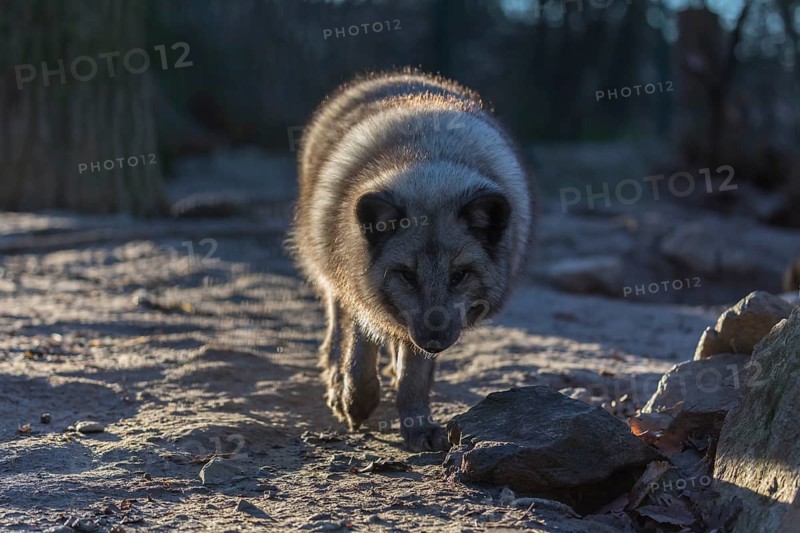 One arctic fox (Vulpes lagopus), (white fox, polar fox, or snow fox) walking towards the camera in backlit condition on a sunny day